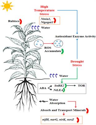 Tobacco production under global climate change: combined effects of heat and drought stress and coping strategies